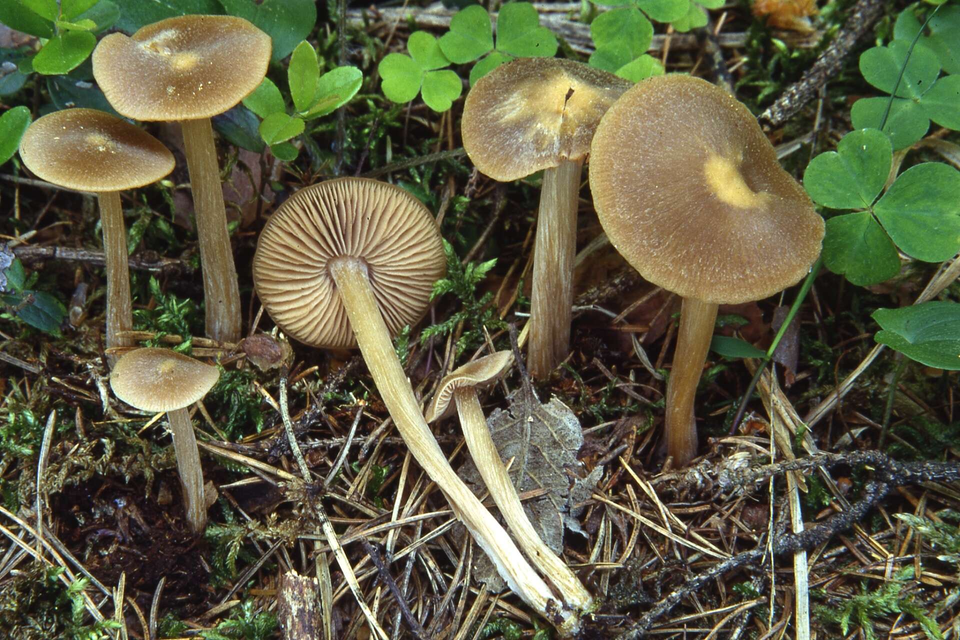 صورة Entoloma cuneatum (Bres.) M. M. Moser 1978