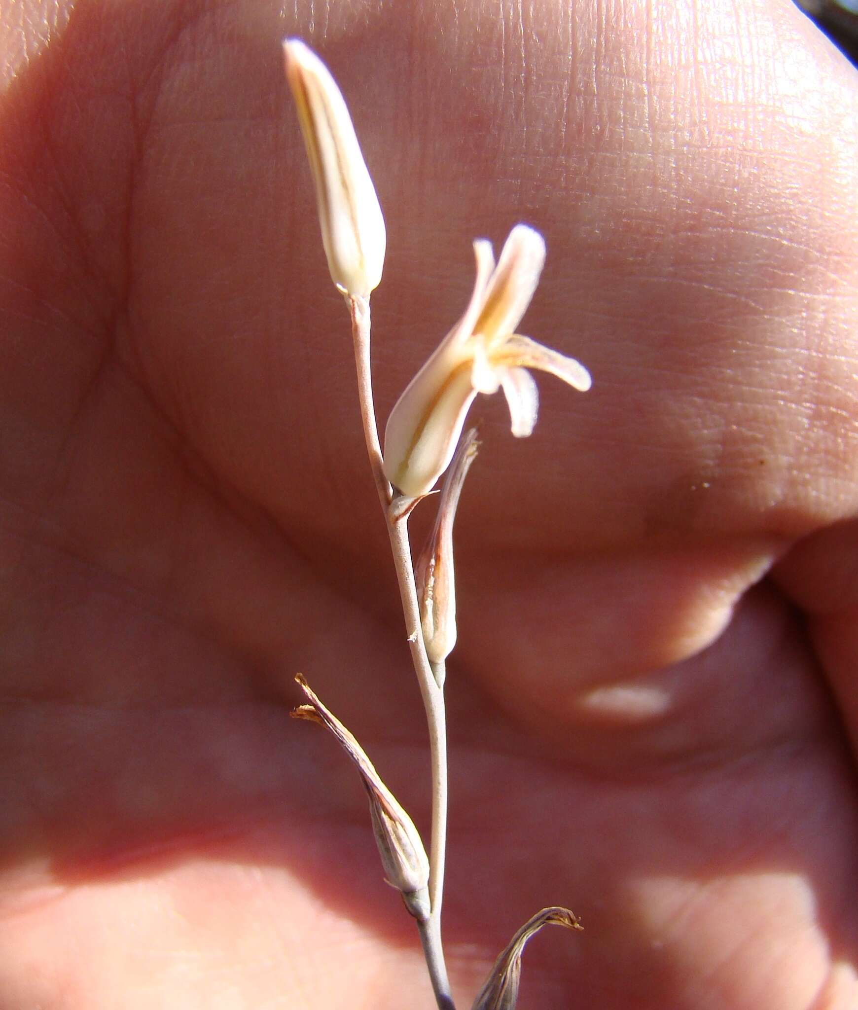 Image of Haworthia maraisii var. maraisii