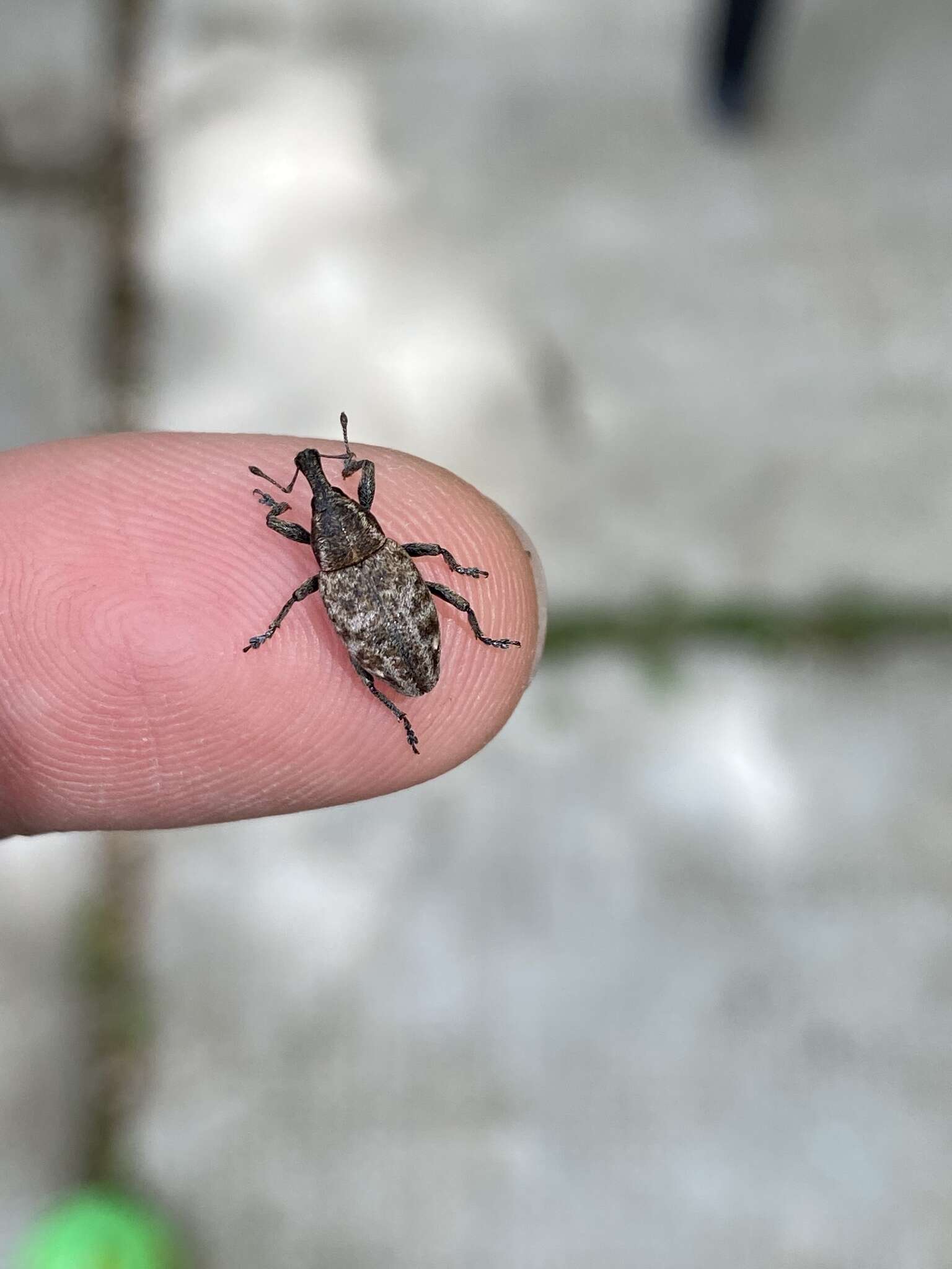 Lepyrus capucinus (Schaller & J. G. 1783) resmi