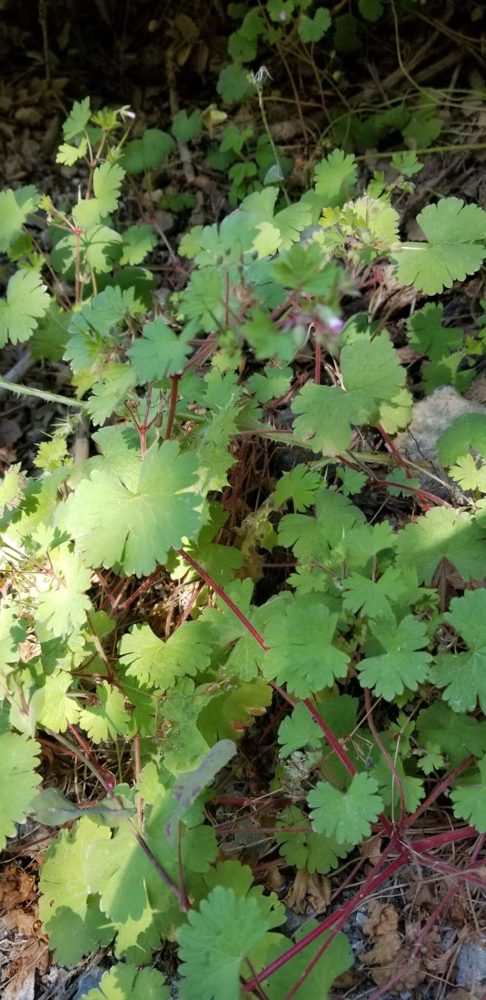 Image of Round-leaved Crane's-bill