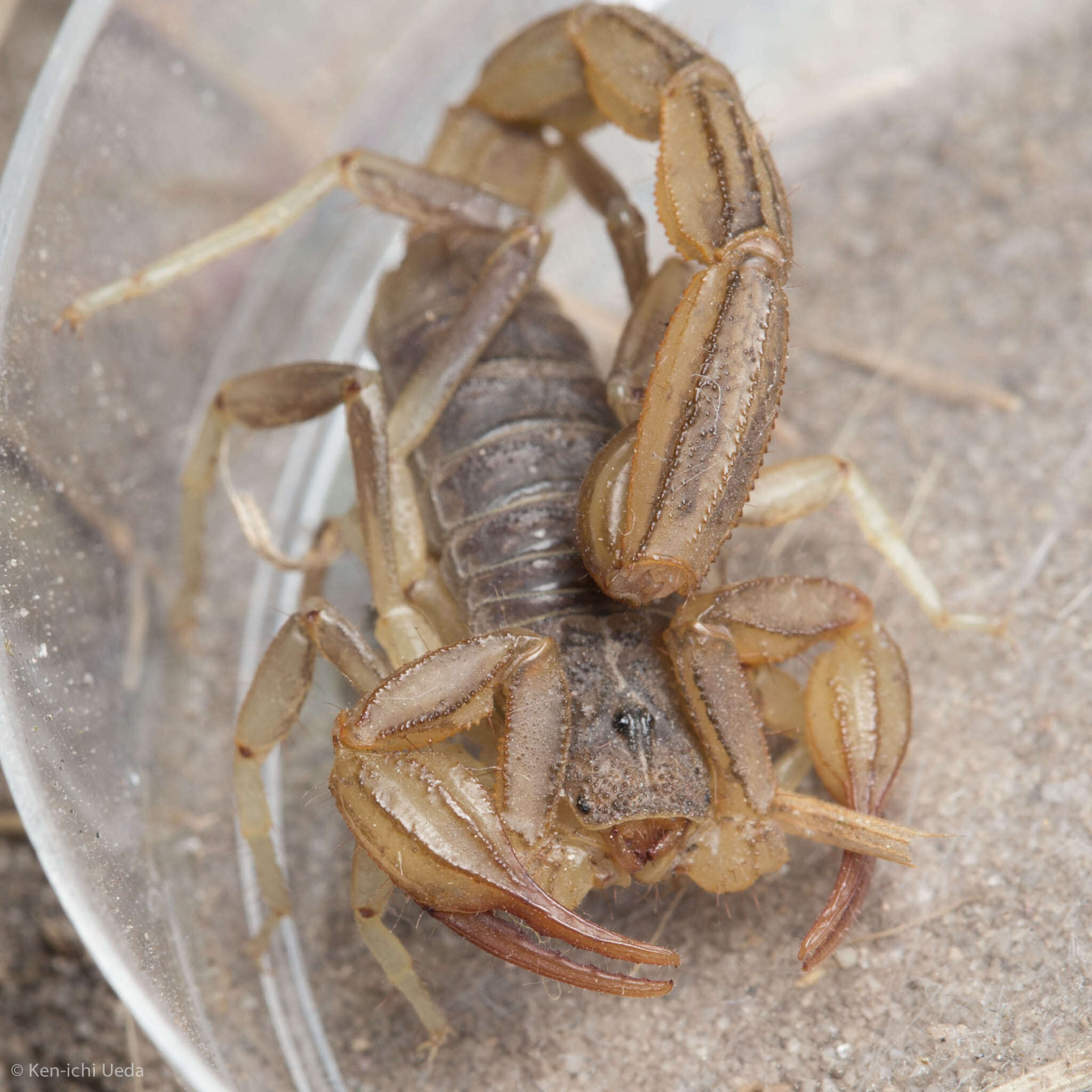 Image of California Common Scorpion