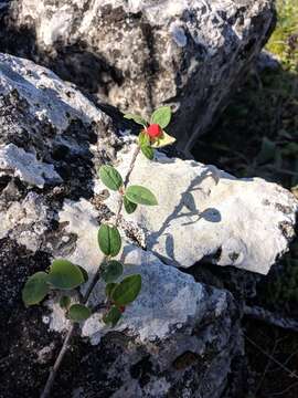 صورة Cotoneaster tauricus Pojark.