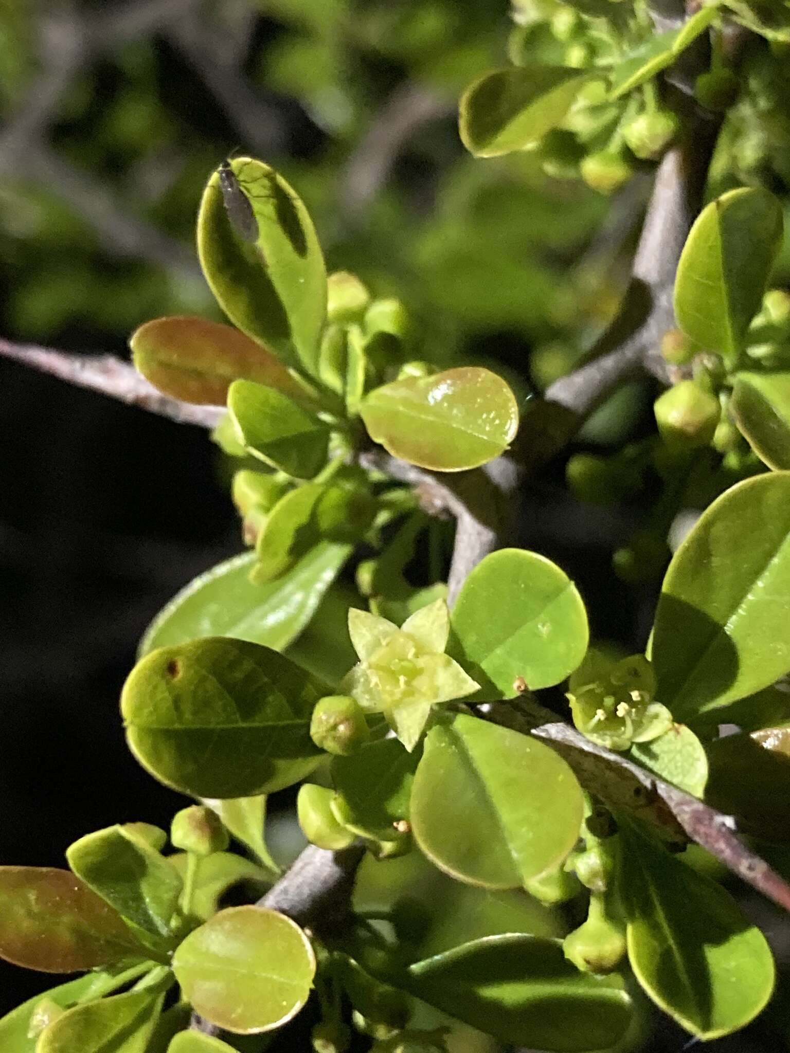 Image of Condalia buxifolia Reiss.