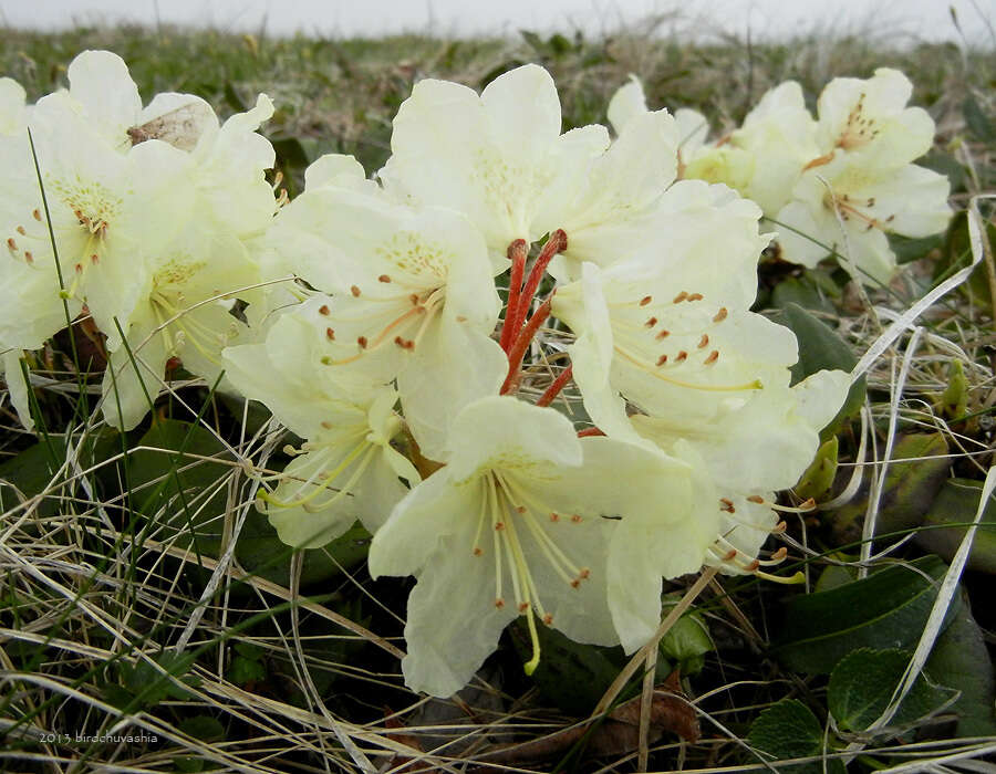 Image of Rhododendron aureum Georgi