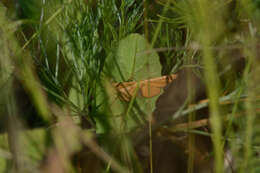 صورة Idaea serpentata Hüfnagel 1767