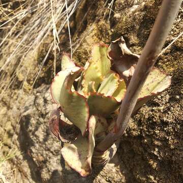 Image of Echeveria gigantea Rose & Purpus