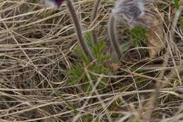 Image of Pulsatilla pratensis subsp. nigricans (Störcke) Zämelis