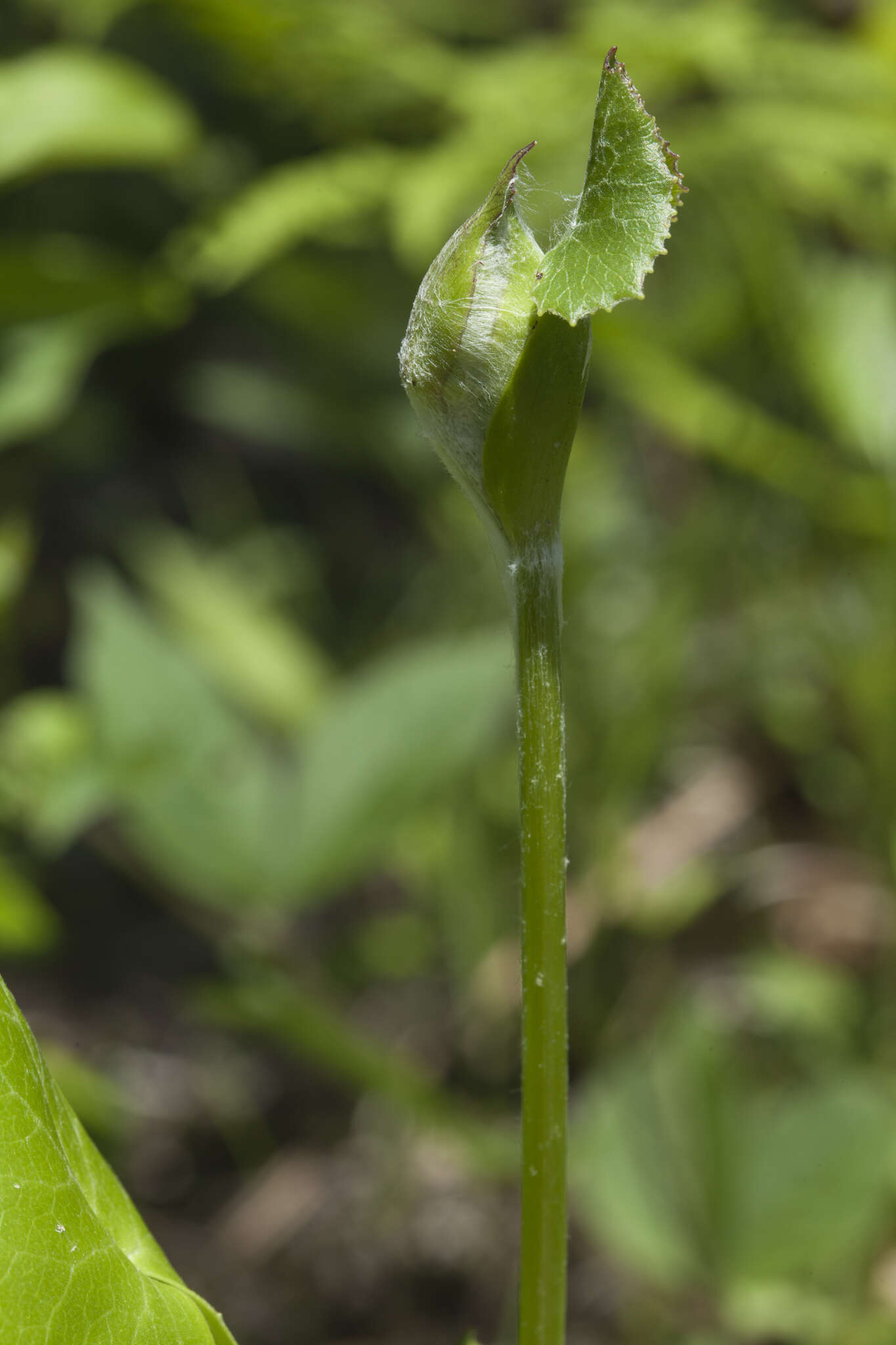 Image of Ligularia calthifolia Maxim.