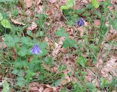 Image of Aquilegia dumeticola Jord.