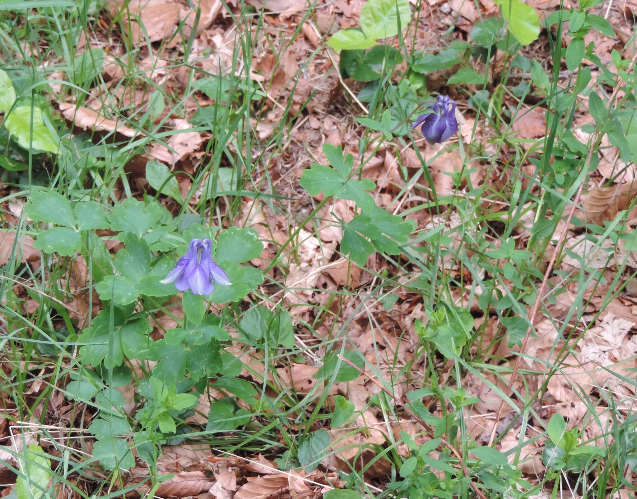 Image of Aquilegia dumeticola Jord.