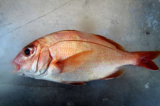 Image of Panga Seabream