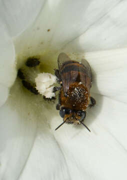 Image of Anthophora urbana clementina Cockerell 1939