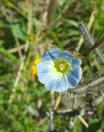 Plancia ëd Ipomoea cardiophylla A. Gray