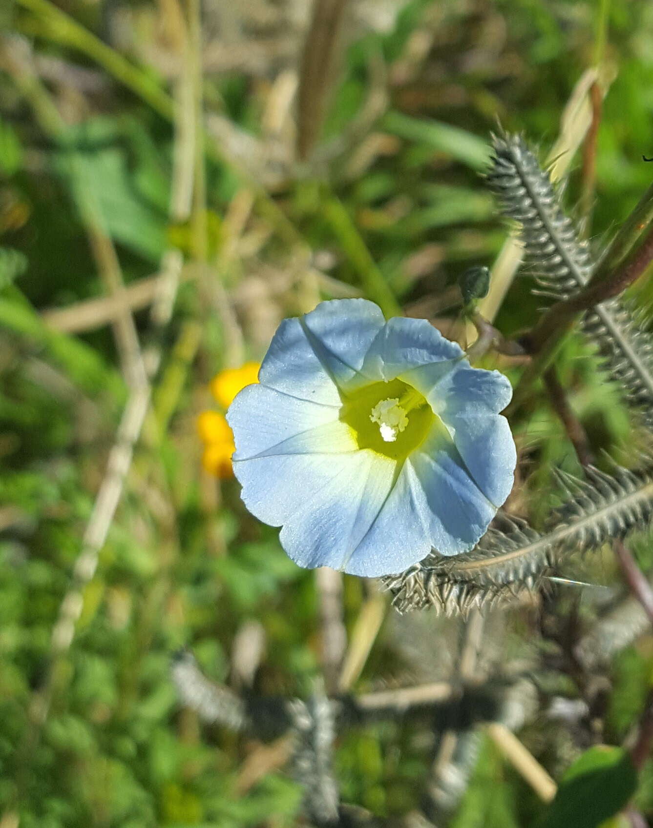 Image of heartleaf morning-glory