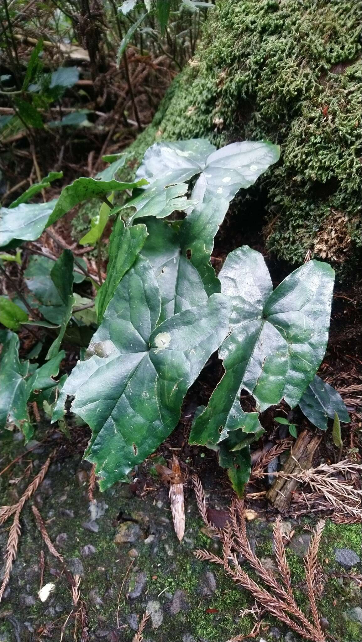 Image of Asarum hypogynum Hayata