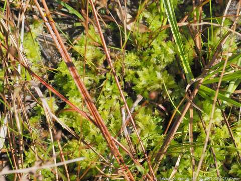 Image of Lescur's sphagnum