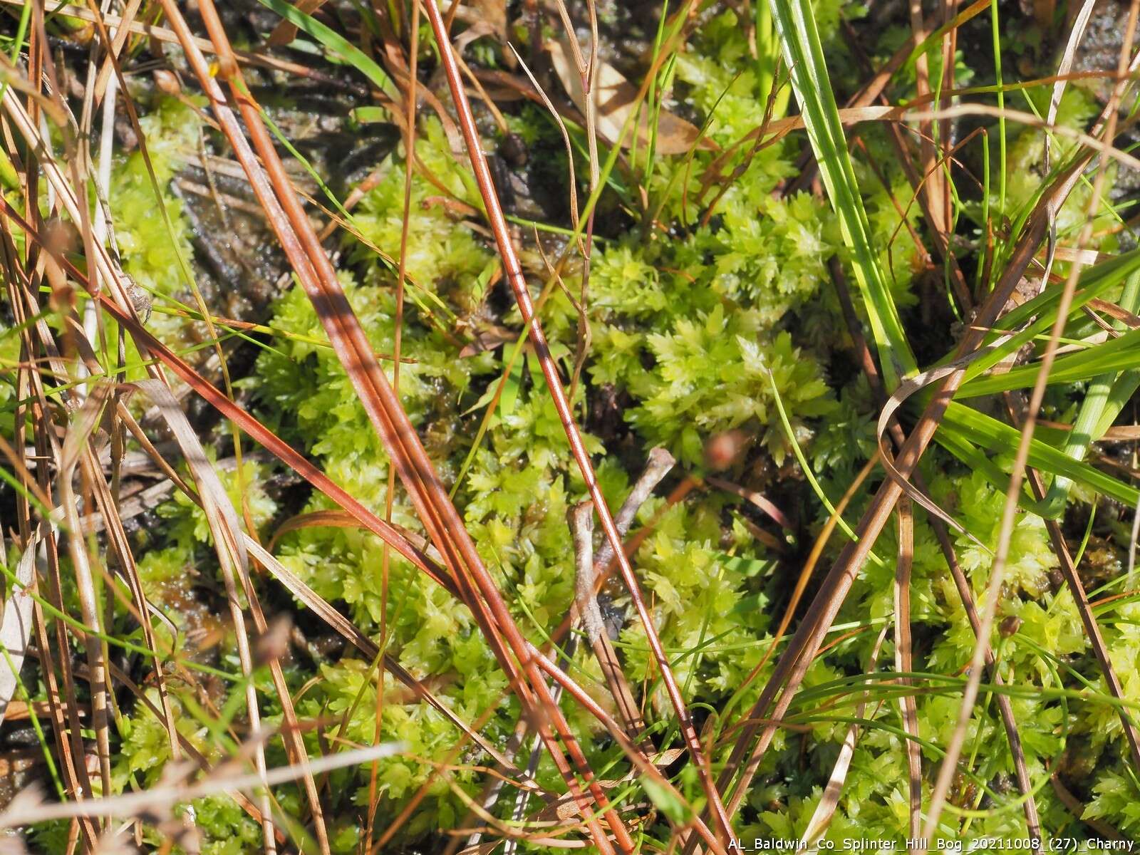 Sphagnum lescurii Sullivant ex A. Gray 1856的圖片