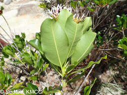 Imagem de Craspidospermum verticillatum Bojer ex Decne.