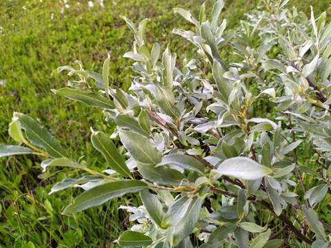 Image of Salix lapponum L.