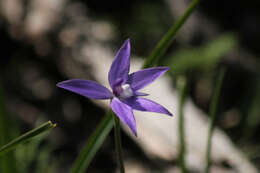 Imagem de Caladenia major (R. Br.) Rchb. fil.