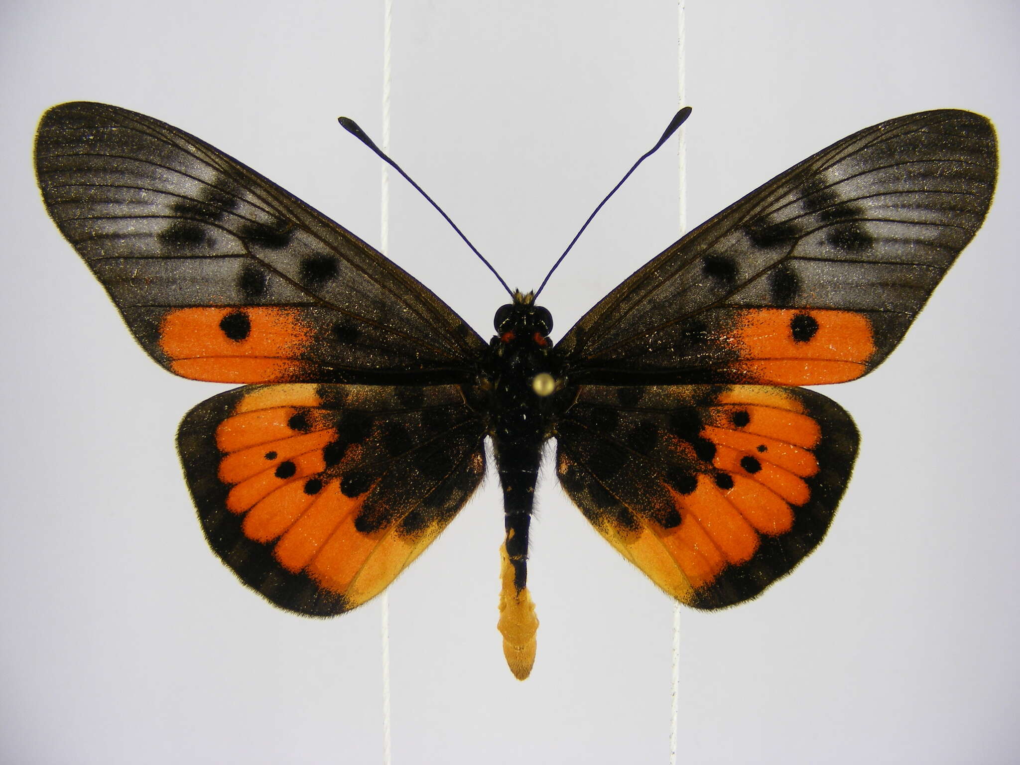 صورة <i>Acraea <i>egina</i></i> egina