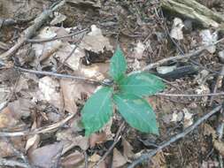 Image of Fagus taurica Popl.