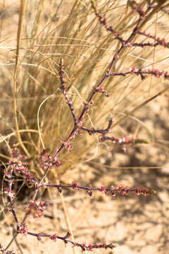 Image of Girgensohnia oppositiflora (Pall.) Fenzl