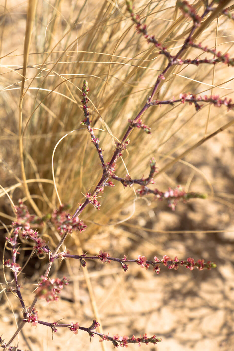 Image of Girgensohnia oppositiflora (Pall.) Fenzl