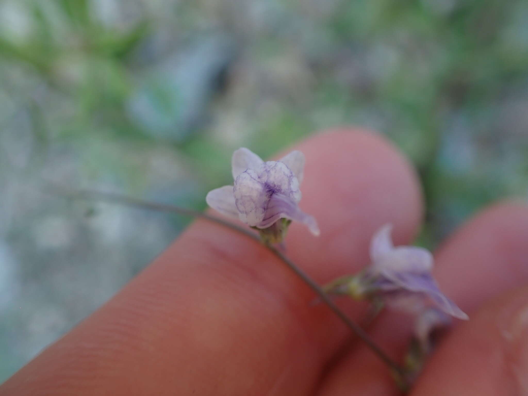 Plancia ëd Linaria corifolia Desf.