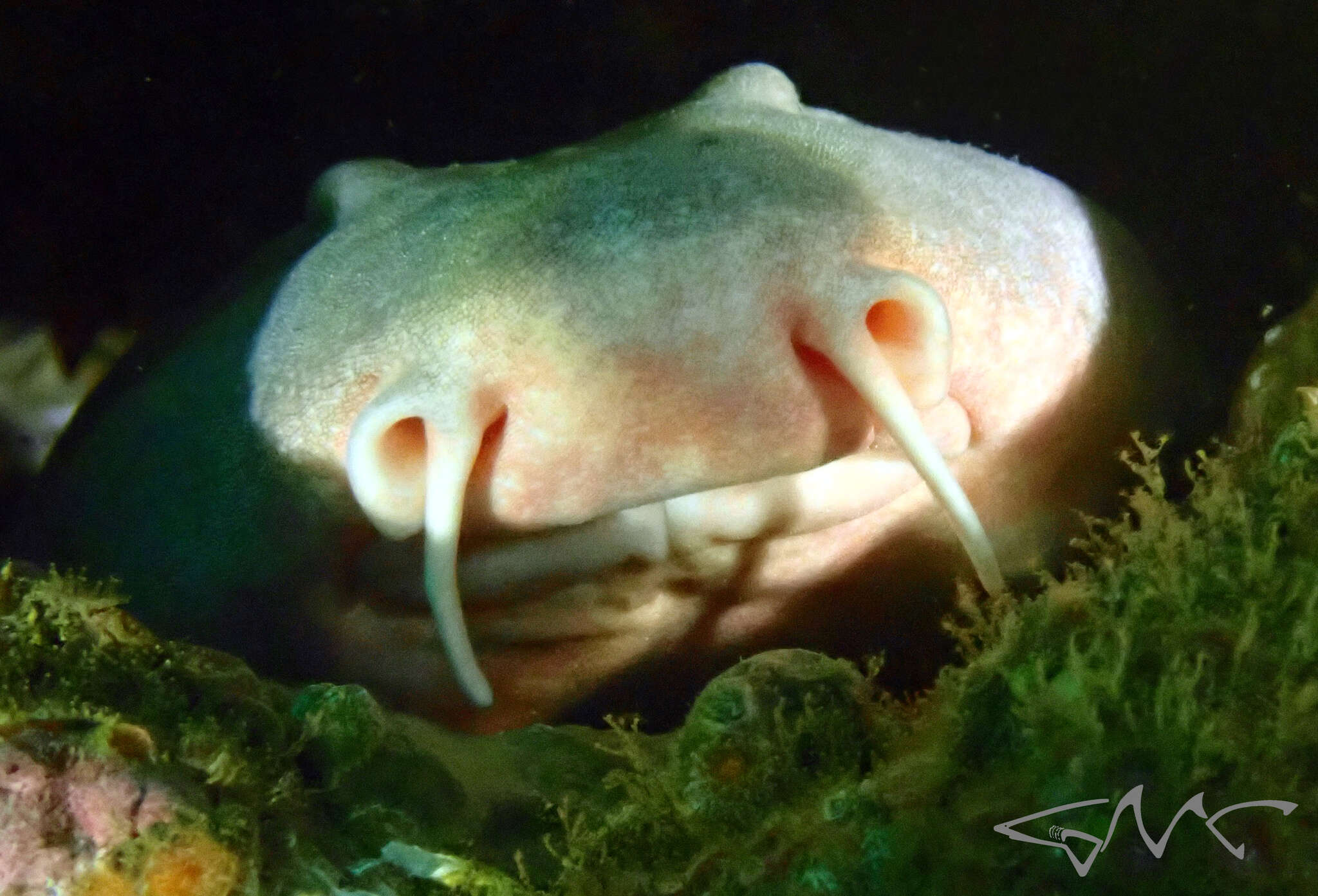 Image of blind sharks