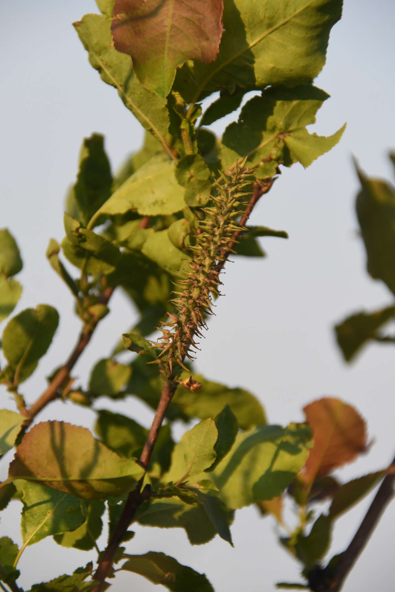 Image of Salix pyrolifolia Ledeb.