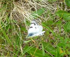 Image of Lofty Bath White