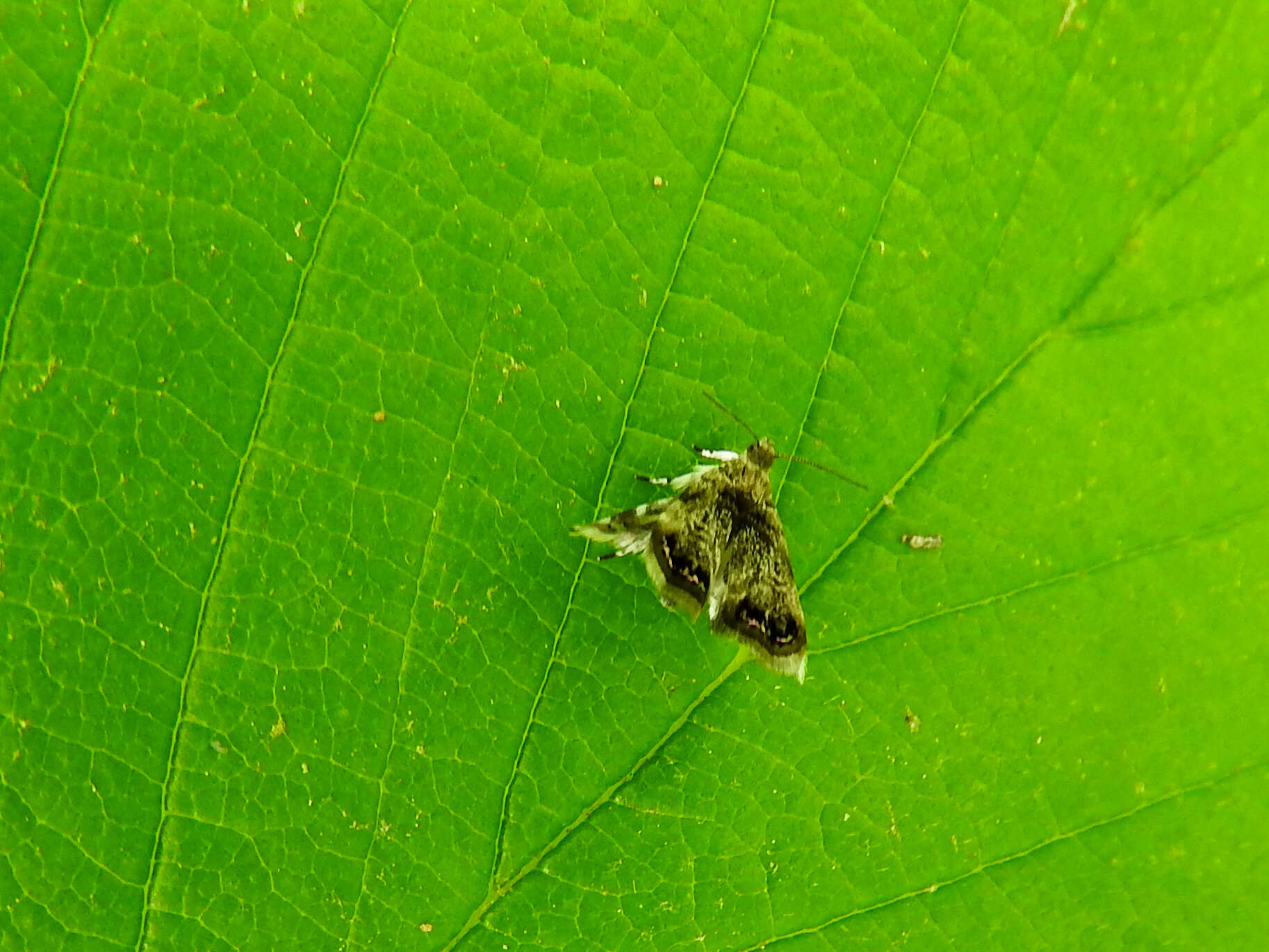 Image of Peacock Brenthia