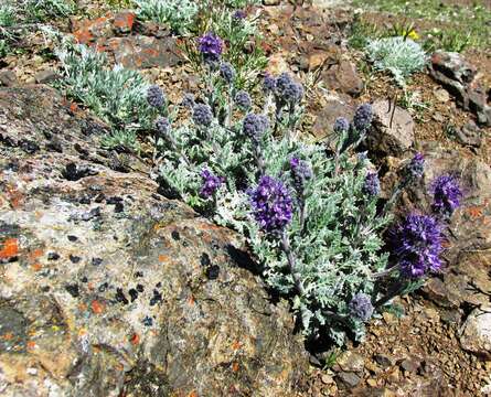 Image of silky phacelia