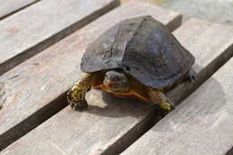 Image of Brown Land Turtle