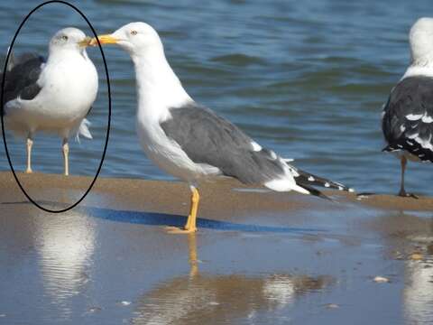 Image of Larus fuscus intermedius Schiøler 1922