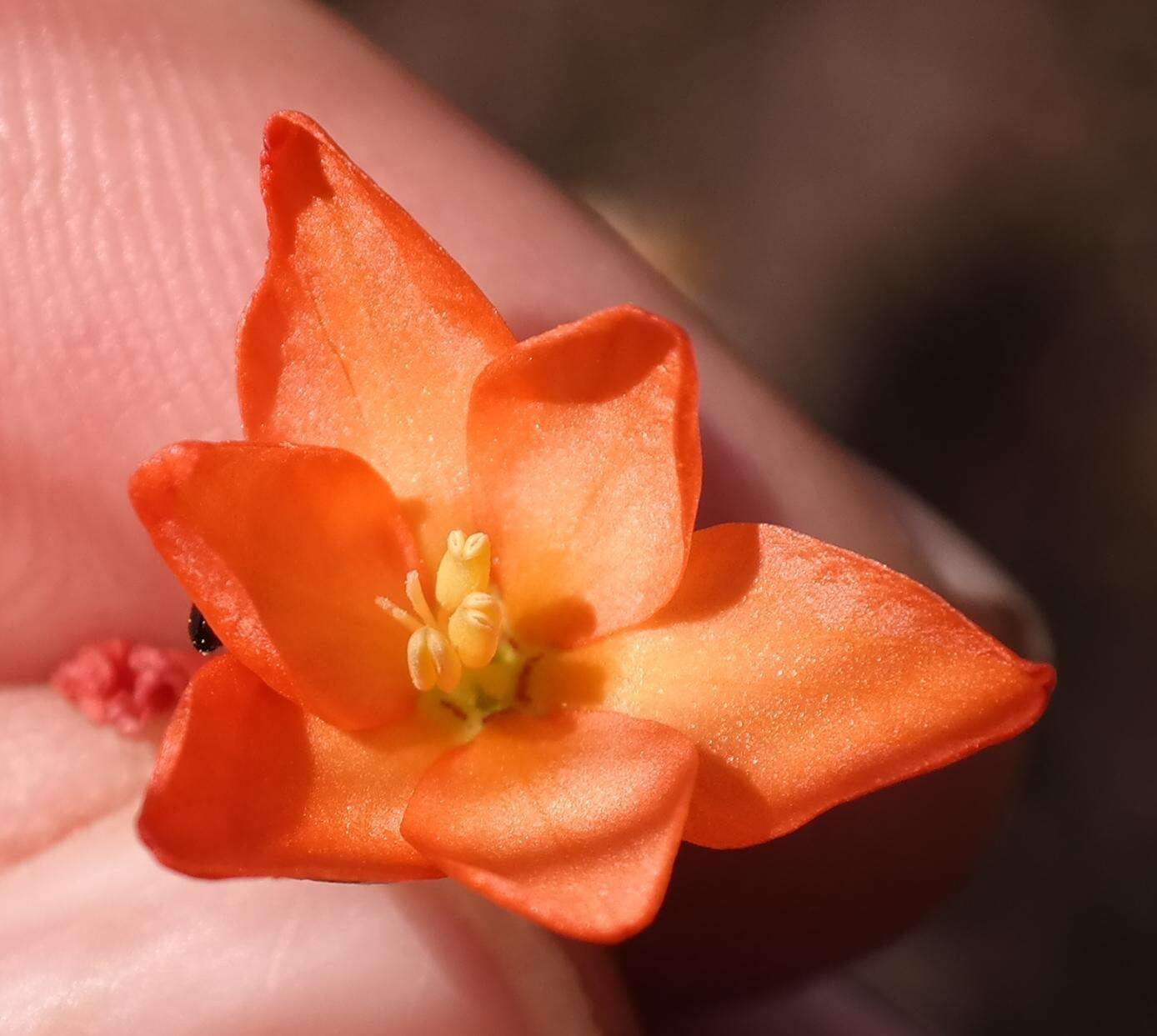 Image de Gladiolus brevitubus G. J. Lewis