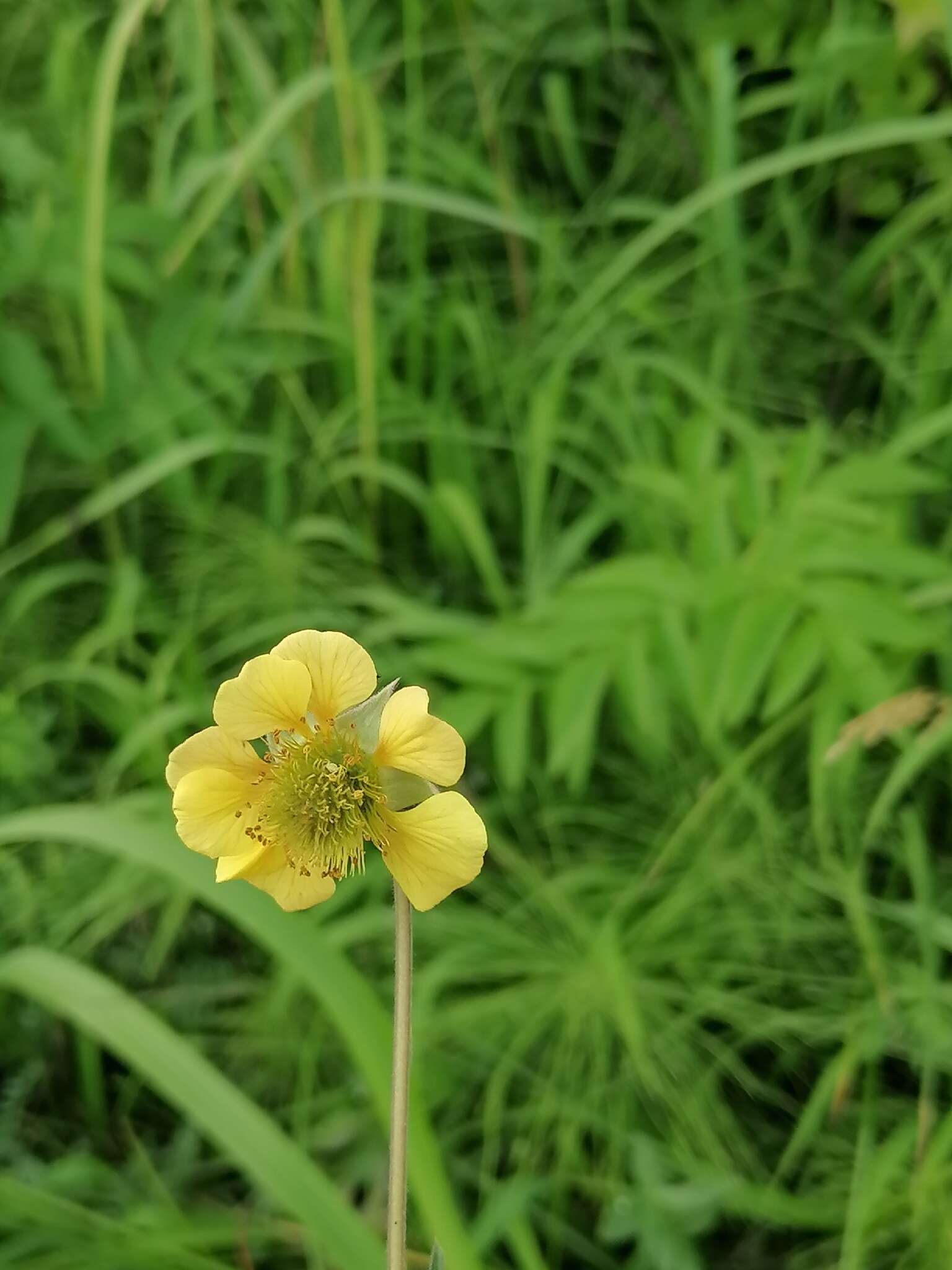 Image of Geum meinshausenii Gams.