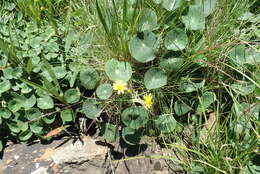 Image of Drakensberg Buttercup