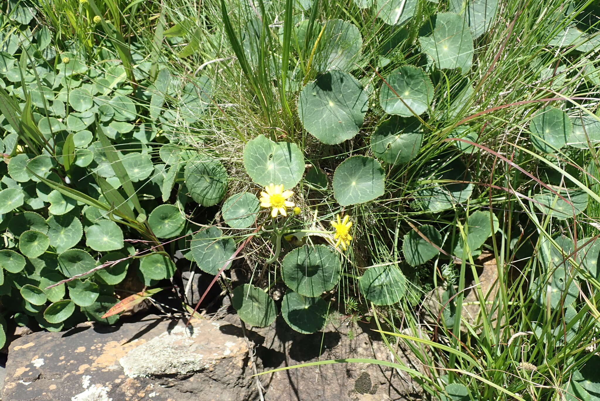 Image of Drakensberg Buttercup