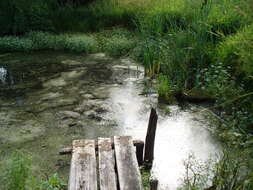 Image of Fine-leaved Water-dropwort