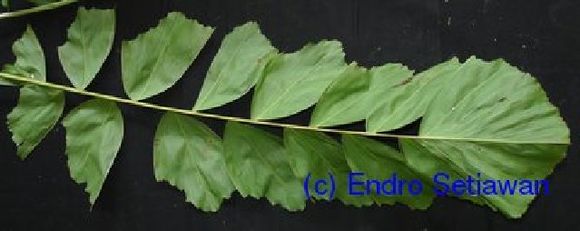 Image of Drymophloeus