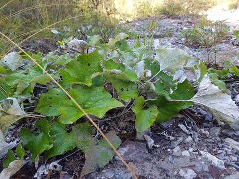 Image of Petasites paradoxus (Retz.) Baumg.