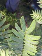 Image of Albizia inundata (Mart.) Barneby & J. W. Grimes