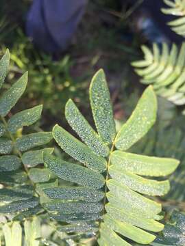 Image of Albizia inundata (Mart.) Barneby & J. W. Grimes