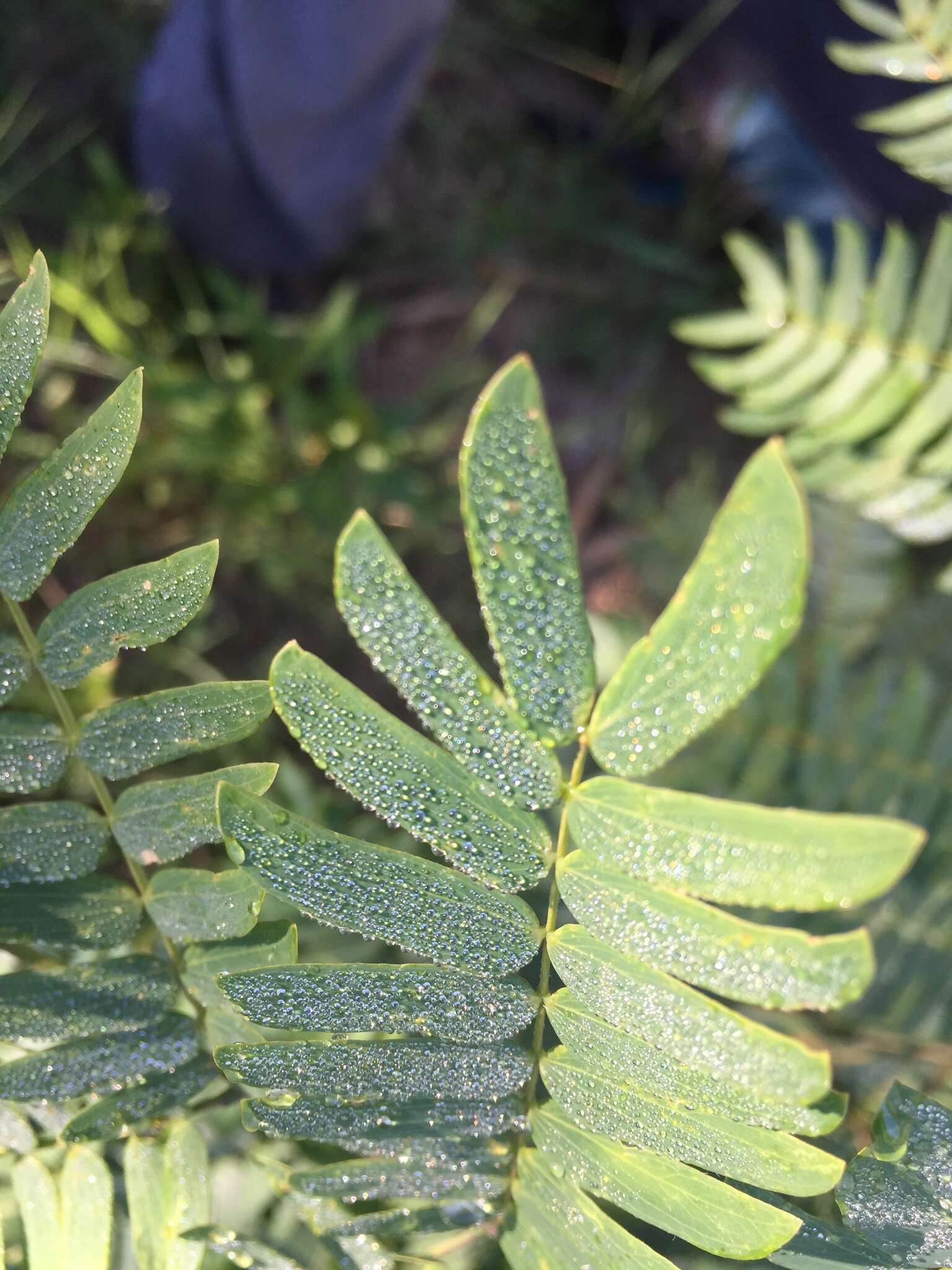 Image of Albizia inundata (Mart.) Barneby & J. W. Grimes