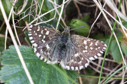 Image of Southern Grizzled Skipper