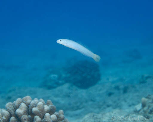 Image of Blacktail goby