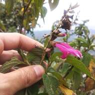 Image of Salvia tortuosa Kunth