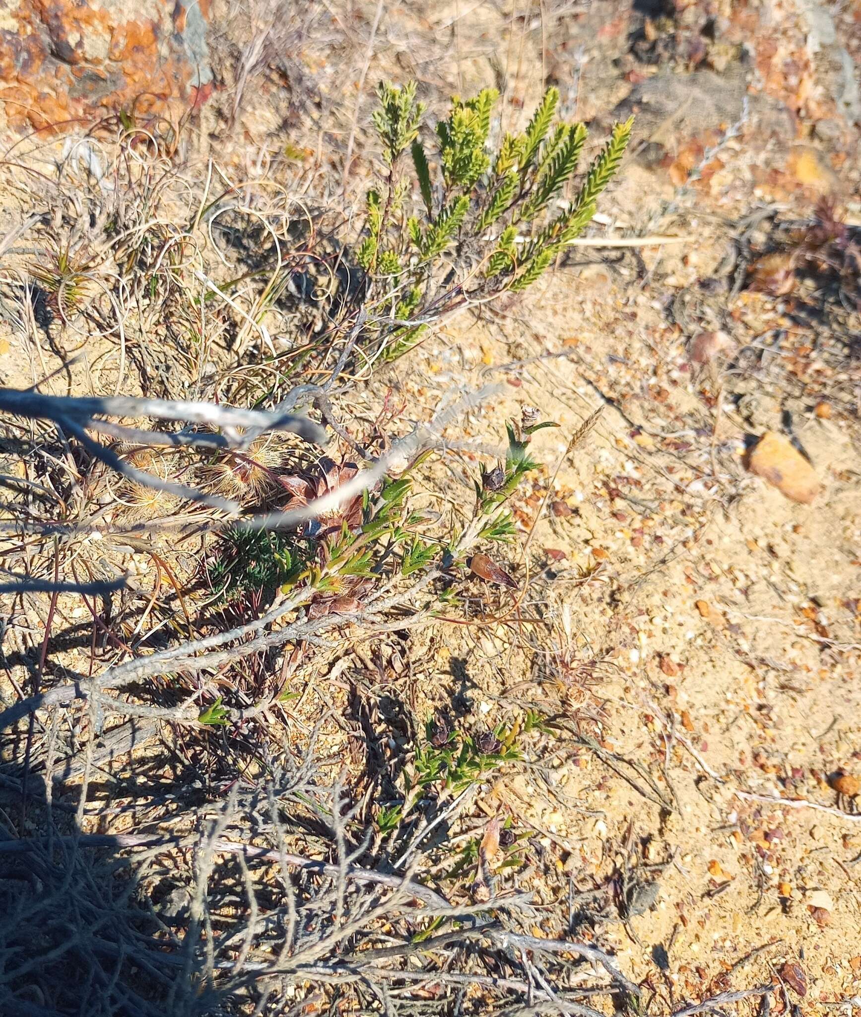 Sivun Pteronia elongata Thunb. kuva